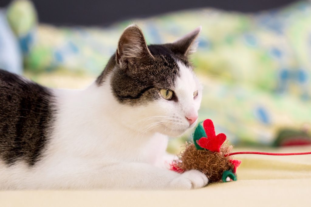 How do cat toys help 
